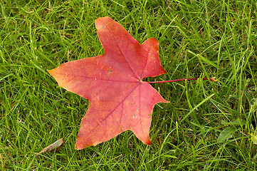 Image showing Maple leaf