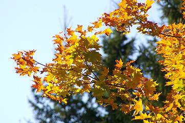 Image showing Autumn colors