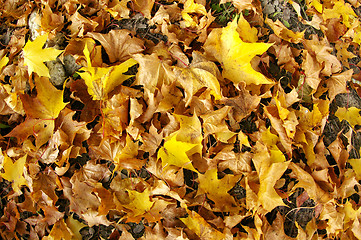 Image showing Maple leafs