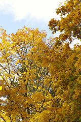 Image showing Autumn colors