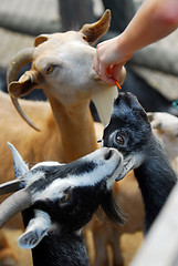 Image showing Petting zoo