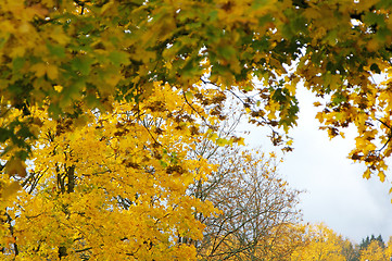 Image showing Autumn colors