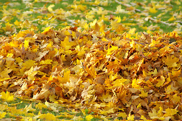 Image showing Maple leafs