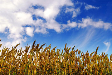 Image showing Grain field