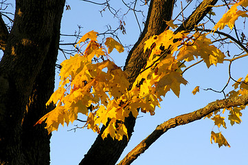 Image showing Maple leafs