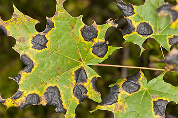 Image showing Maple leafs