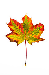 Image showing Maple leaf