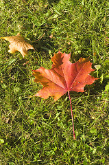 Image showing Maple leaf