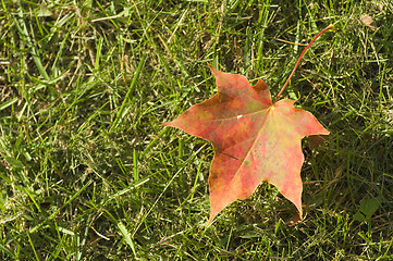 Image showing Maple leaf