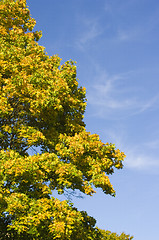 Image showing Maple