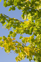 Image showing European bird cherry