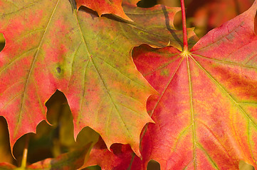 Image showing Autumn colors