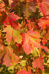 Image showing Maple leafs