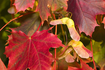 Image showing Autumn colors