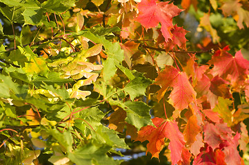 Image showing Maple leafs