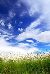 Image showing Grass and sky