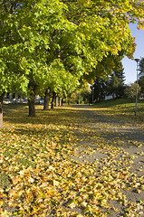 Image showing Maple leafs