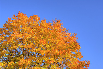 Image showing Autumn colors