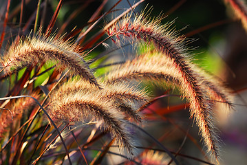 Image showing Grass ears