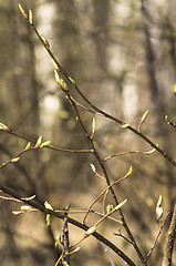 Image showing Sprouts