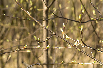 Image showing Spring