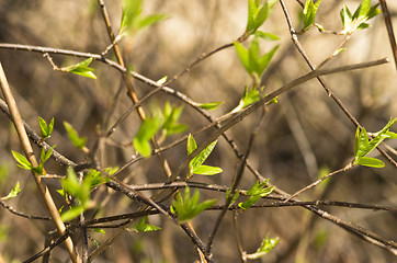 Image showing Sprouts