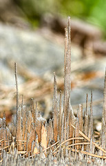 Image showing Stump of a tree	