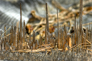 Image showing Stump of a tree