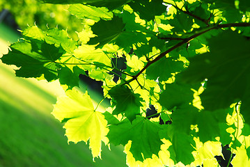 Image showing Green leaves background