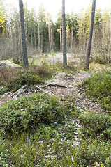 Image showing Forest