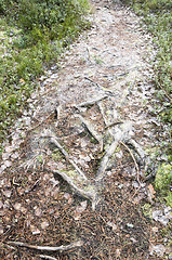 Image showing Frozen path