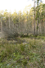 Image showing Frozen forest