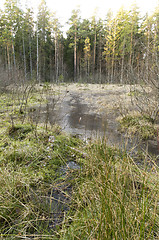 Image showing Frozen forest