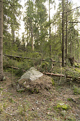 Image showing Forest