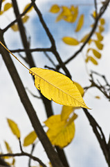 Image showing Autumn colors