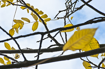 Image showing Leafs