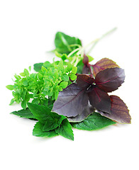 Image showing Assorted basil herbs