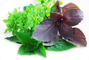 Image showing Assorted basil herbs
