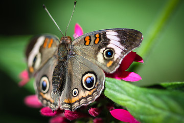 Image showing Common Buckeye Junonia Coenia