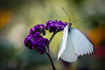 Image showing Great Southern White Ascia Monuste