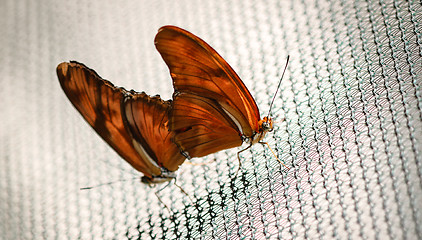 Image showing Julia Heliconian Dryas Julia