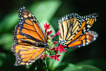 Image showing Monarch Danaus Plexippus