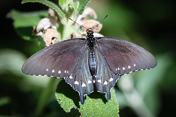 Image showing Spicebush Swallowtail Papilio Troilus