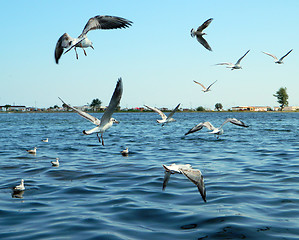 Image showing Seaguls