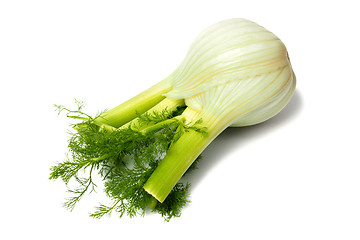 Image showing Florence fennel bulb on white