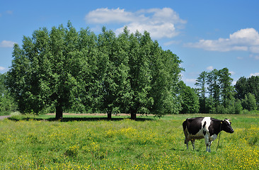 Image showing Rural landscape