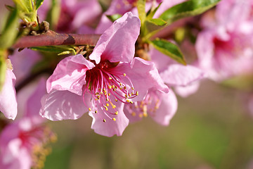 Image showing Peach blossoms