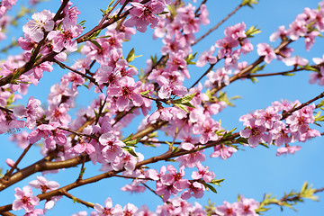 Image showing Peach blossoms