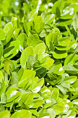 Image showing green leaves in summer