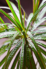 Image showing dracena marginata with water drops 